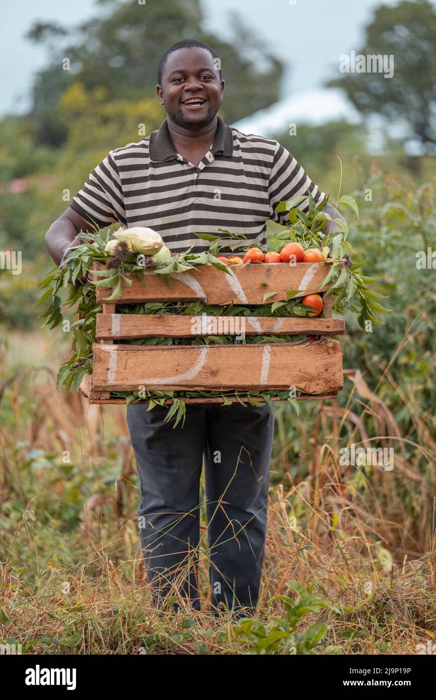 Malindi,Kenya - Agust 21 2021:A happy farmer who farms and harvests in Africa takes what he collects from his garden to his home. Stock Photo