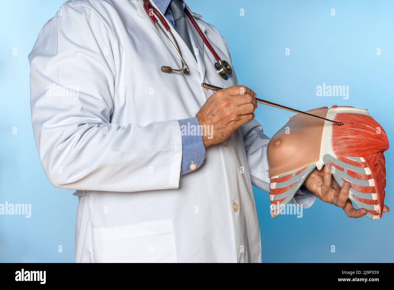 unrecognizable doctor pointing out the pectoral muscle fibers of an anatomical model Stock Photo