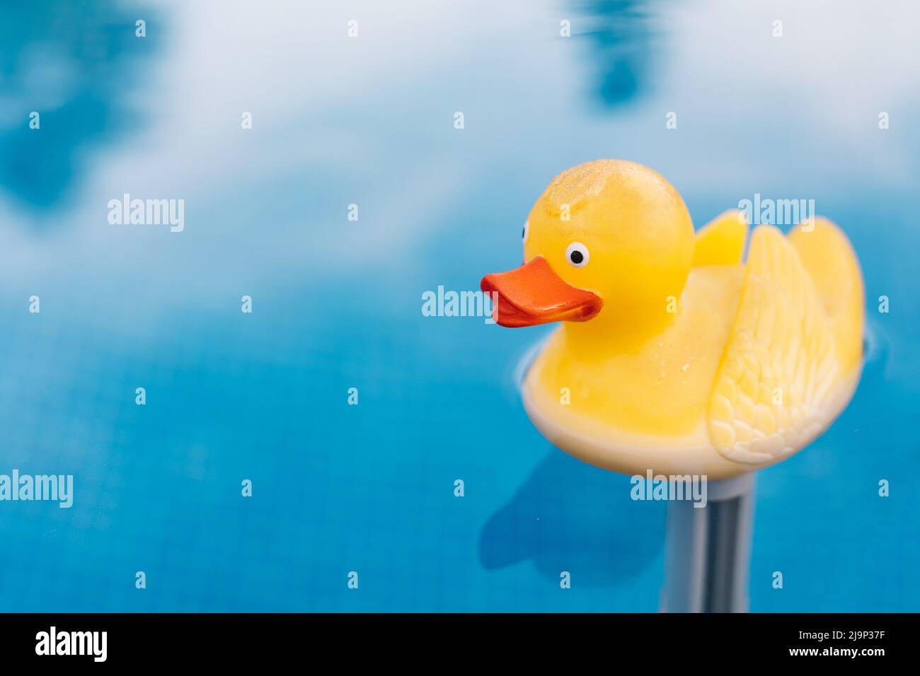 Close-up of a yellow rubber duck toy in the water. pool water texture ...