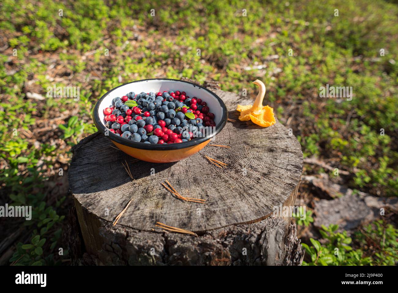 Blueberries and lingonberries in a bowl, a chanterelle mushroom, on the stump. Stock Photo