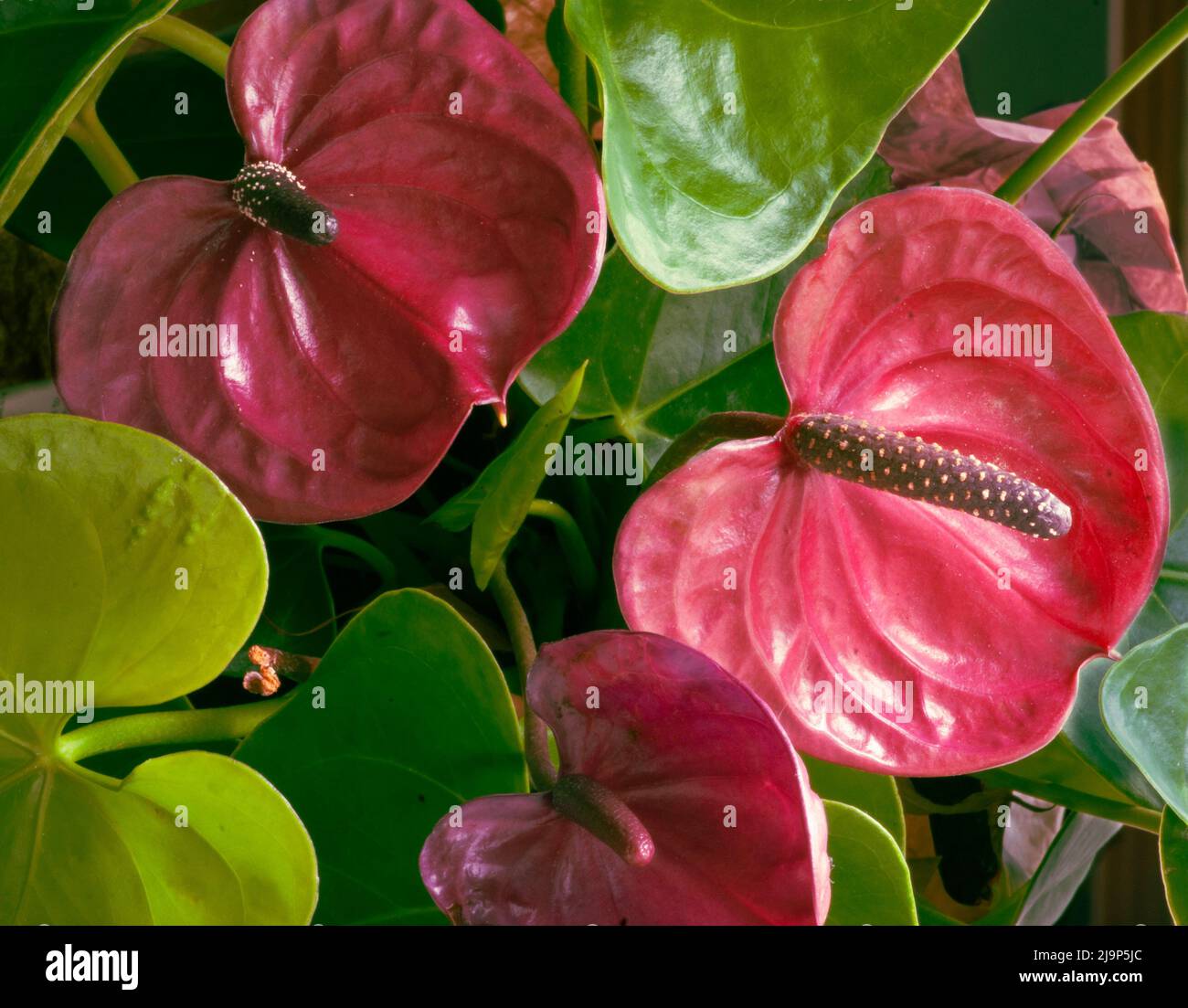 Anthurium plant is seen closeup with 3 maroon flowers surrounded by the waxy leaves. Bisexual flowers are shown with spadix. Stock Photo