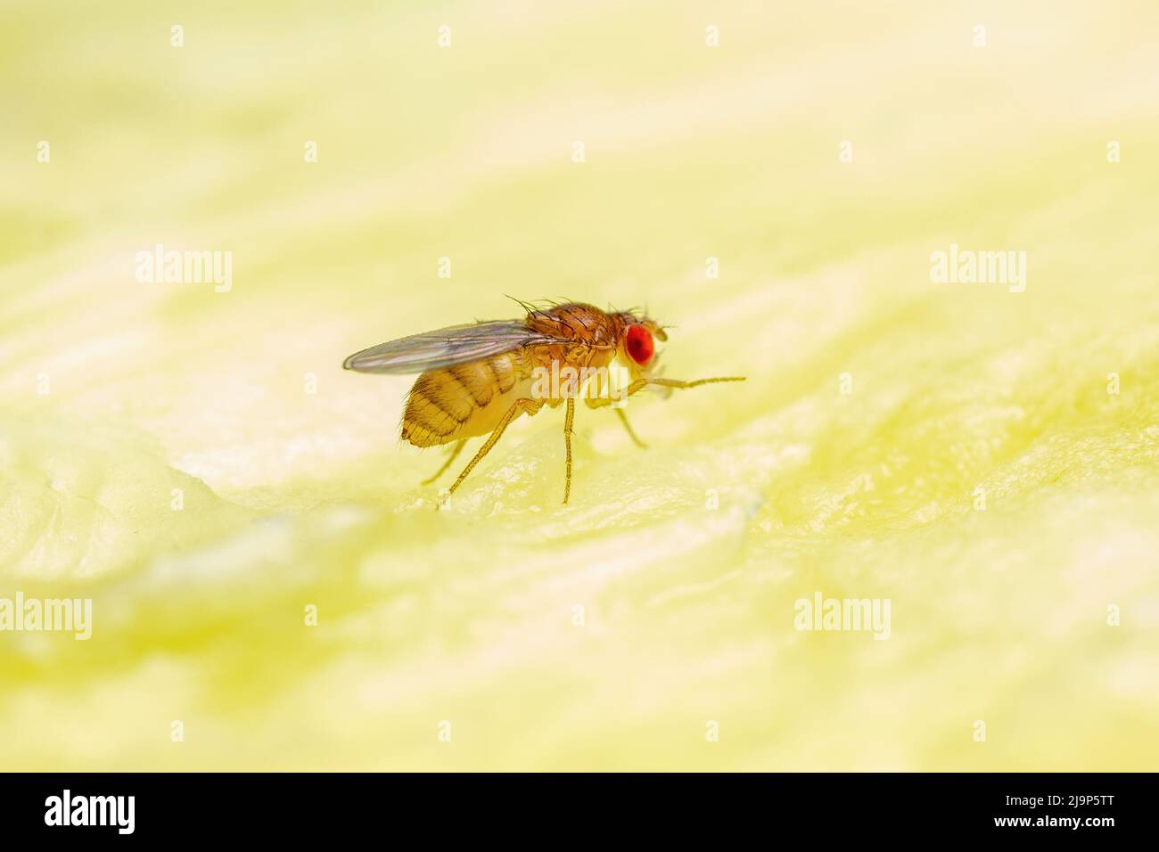 Tropical Fruit Fly Drosophila Diptera Parasite Insect Pest on Ripe