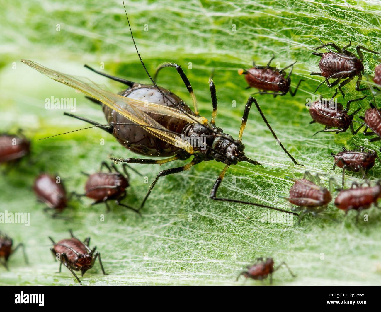 Black Bean Aphid Colony Close-up. Blackfly or Aphis Fabae Garden Parasite Insect Pest Macro on Green Background Stock Photo