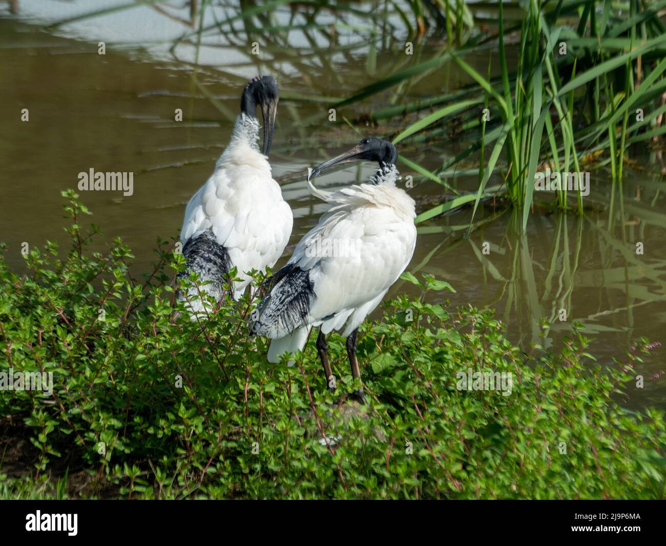 Australian bin chicken hires stock photography and images Alamy