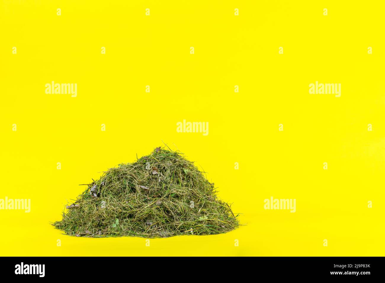 Pile of grass trimmings, cuttings isolated on a bright yellow background with copy space Stock Photo