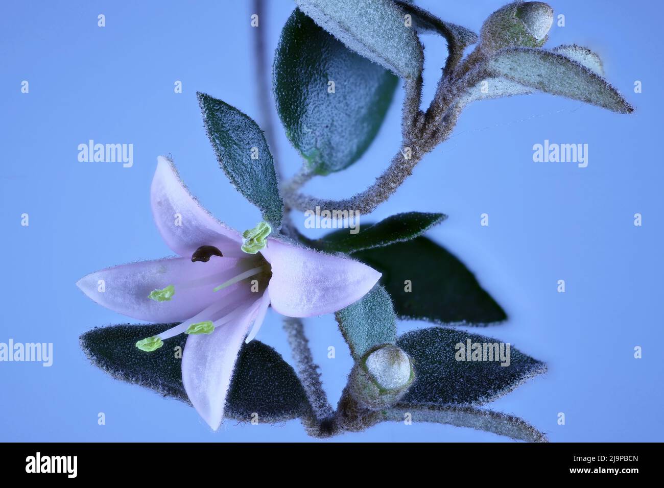 Isolated stem of Correa 'Coastal Pink' (Correa alba hybrid) with flower and buds. Stock Photo