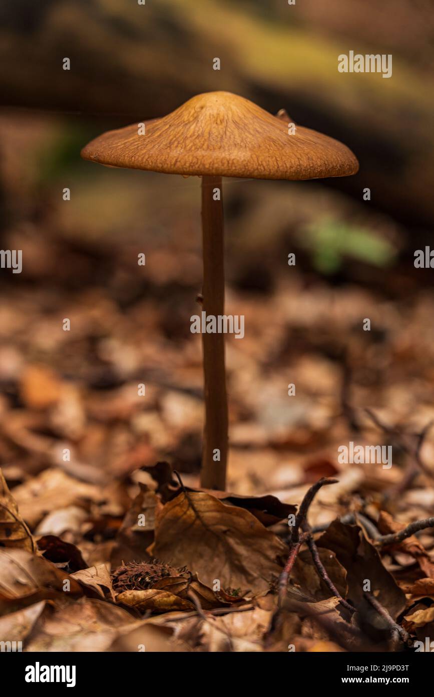 Close-up of a brown-capped forest mushroom with a slim stem, Weser Uplands, Germany, surrounded by autumn foliage, Weser Uplands, Germany Stock Photo