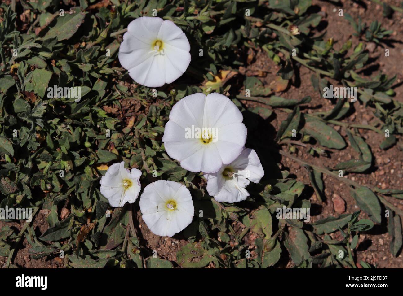 Cluster of white field bindweed or convolvulus arvensis flowers at Green Valley Park in Payson, Arizona. Stock Photo