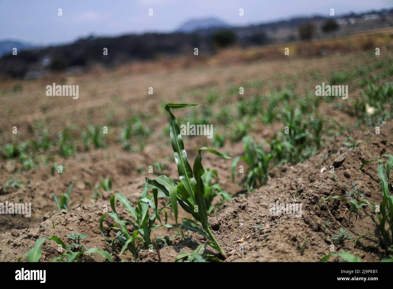 Maize plants are pictured on a field in Ozumba de Alzate, State of Mexico, Mexico, May 24, 2022. REUTERS/Edgard Garrido Stock Photo