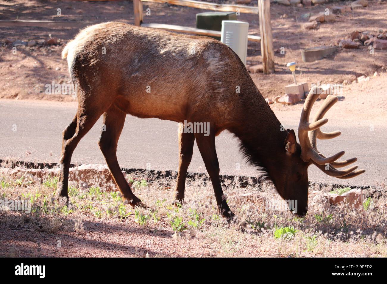 Male elk or Cervus canadensis feeding on some grass in a neighbor's yard in Payson, Arizona. Stock Photo
