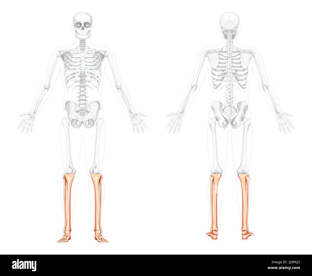 Skeleton leg tibia, fibula Human front back side view with two arm open poses with partly transparent bones position. Realistic flat concept Vector illustration of anatomy isolated on white background Stock Vector