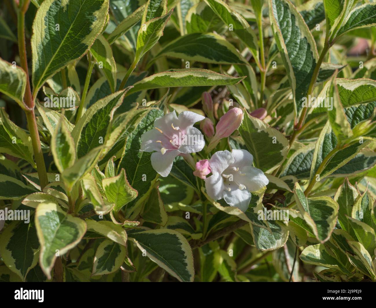 flowers and leaves of weigela florida variegata with sunlight in spring outdoors Stock Photo
