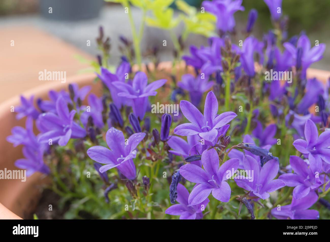 lobelia plant in a pot with flowers in spring outdoors Stock Photo