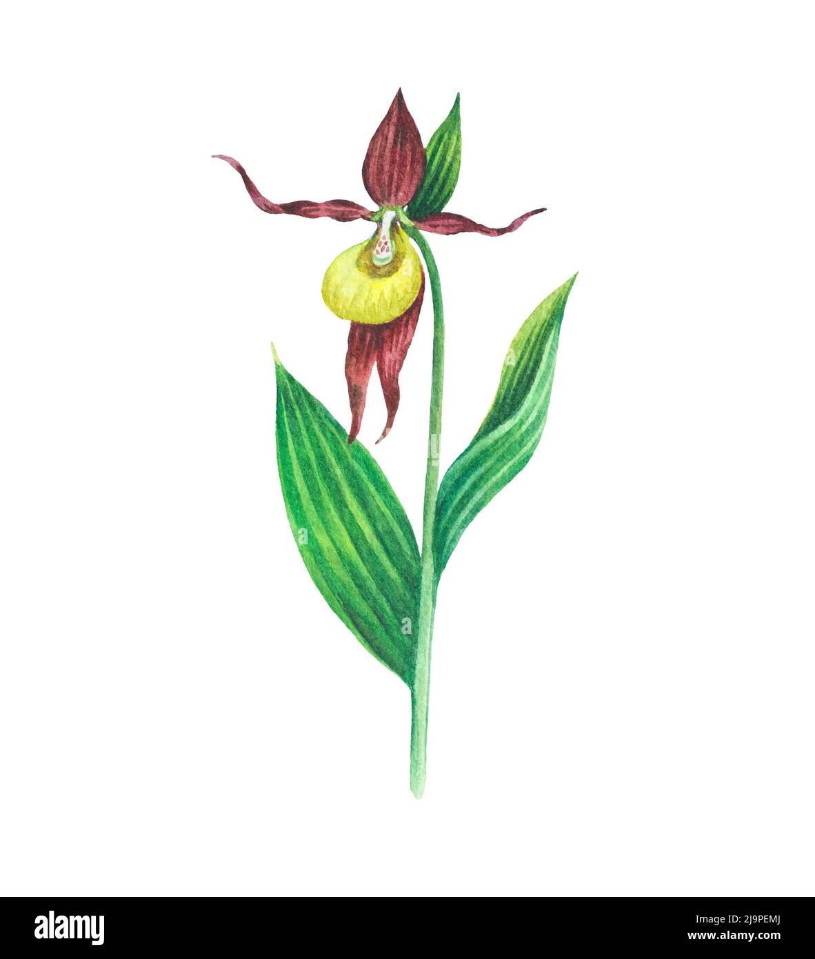 Detailed realistic watercolor botanical illustration. Lady slipper ...