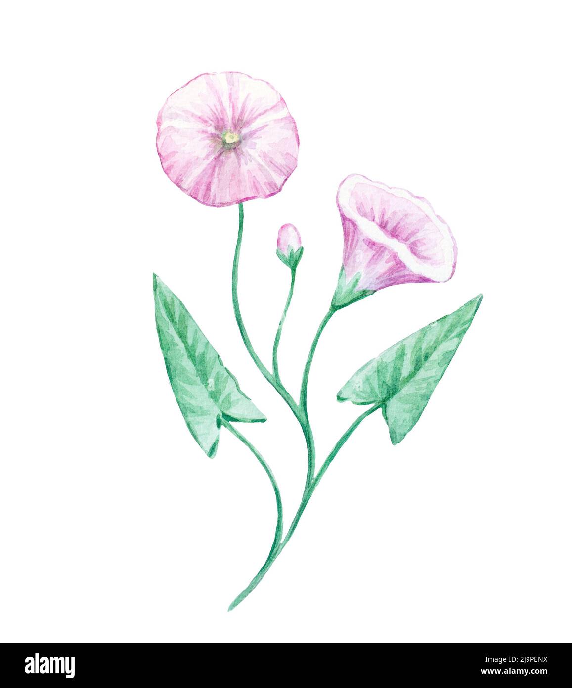 Detailed realistic watercolor botanical illustration. Field bindweed isolated on white background.  Stock Photo