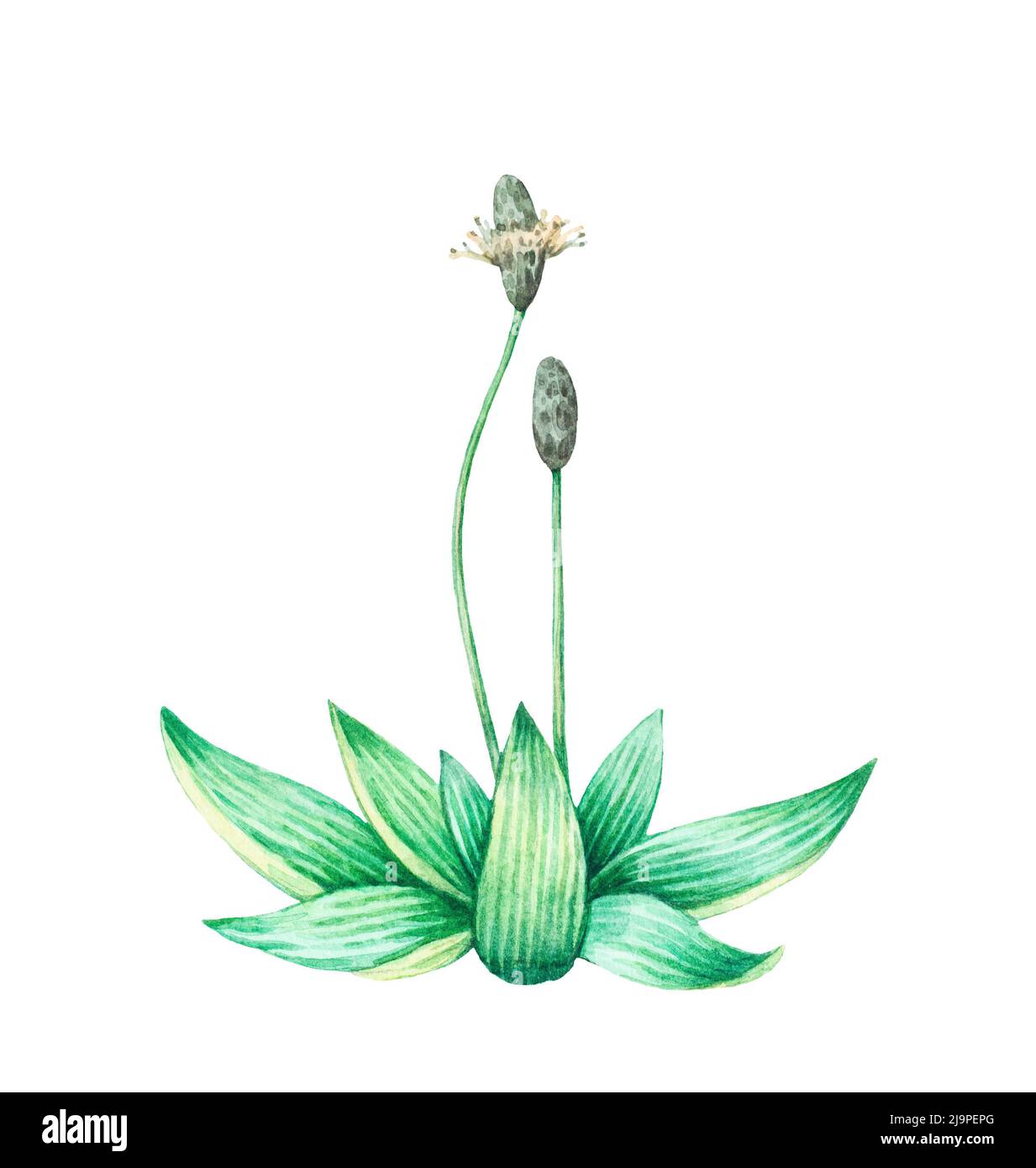 Detailed realistic watercolor botanical illustration. Plantain, plantago lanceolata, isolated on white background. Stock Photo