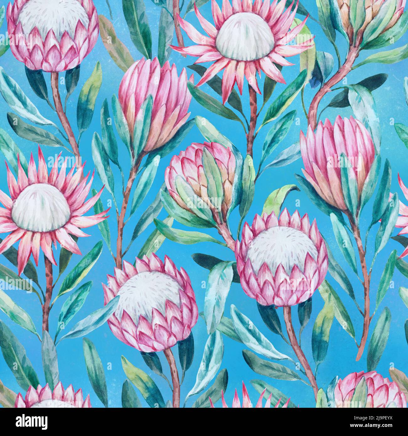Protea Pattern Seamless pattern with hand painted watercolor realistic protea flowers ...