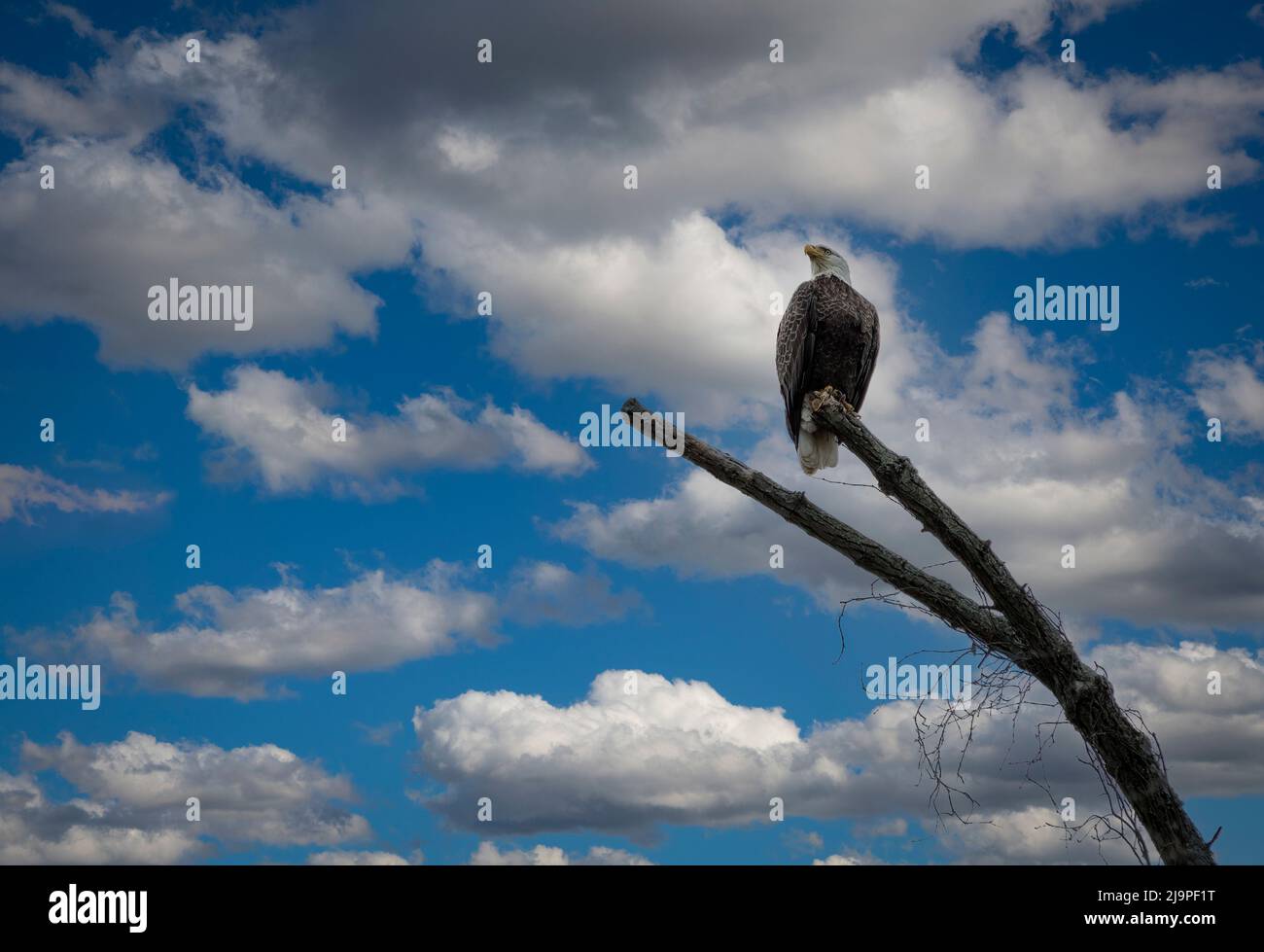 A View of A Bald Eagle Sitting on a Branch Looking Over the Land on a Sunny Day Stock Photo