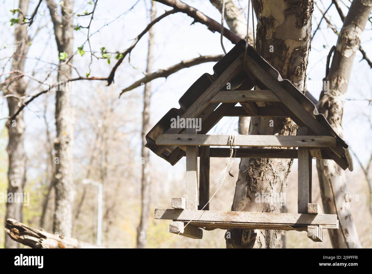 Bird feeders. Feeding birds in the forest. Birdhouse on a tree. Caring