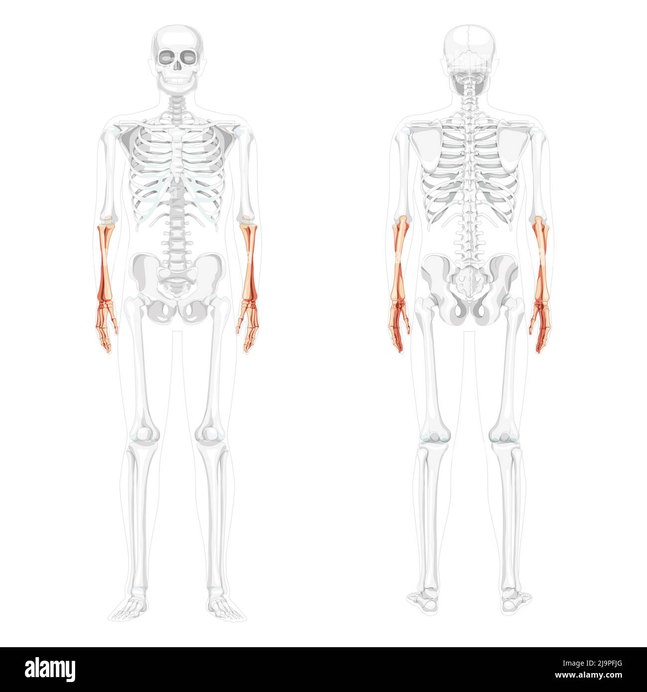 Skeleton Forearms Human ulna, radius, hand front back view with partly transparent bones position. Set of Anatomically correct 3D realistic flat natural color concept Vector illustration isolated Stock Vector