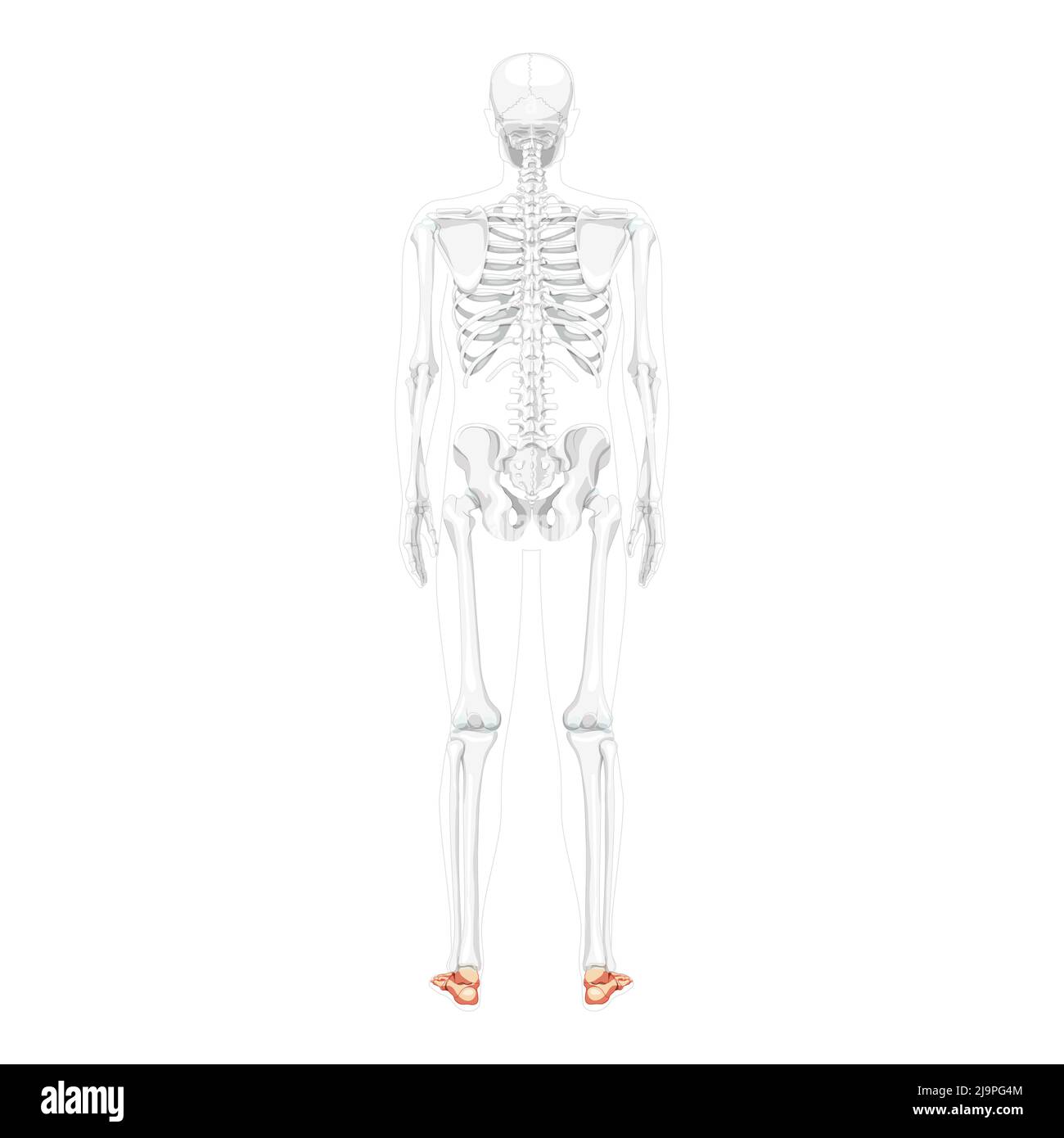 Dorsal position Cut Out Stock Images & Pictures - Alamy