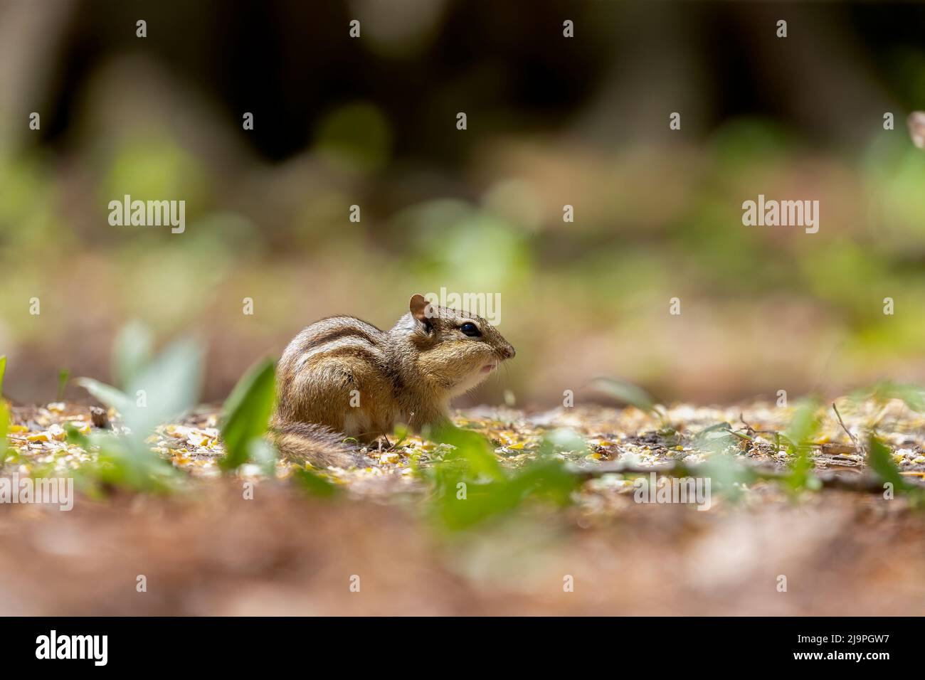The eastern chipmunk (Tamias striatus) in the park. Native American ...