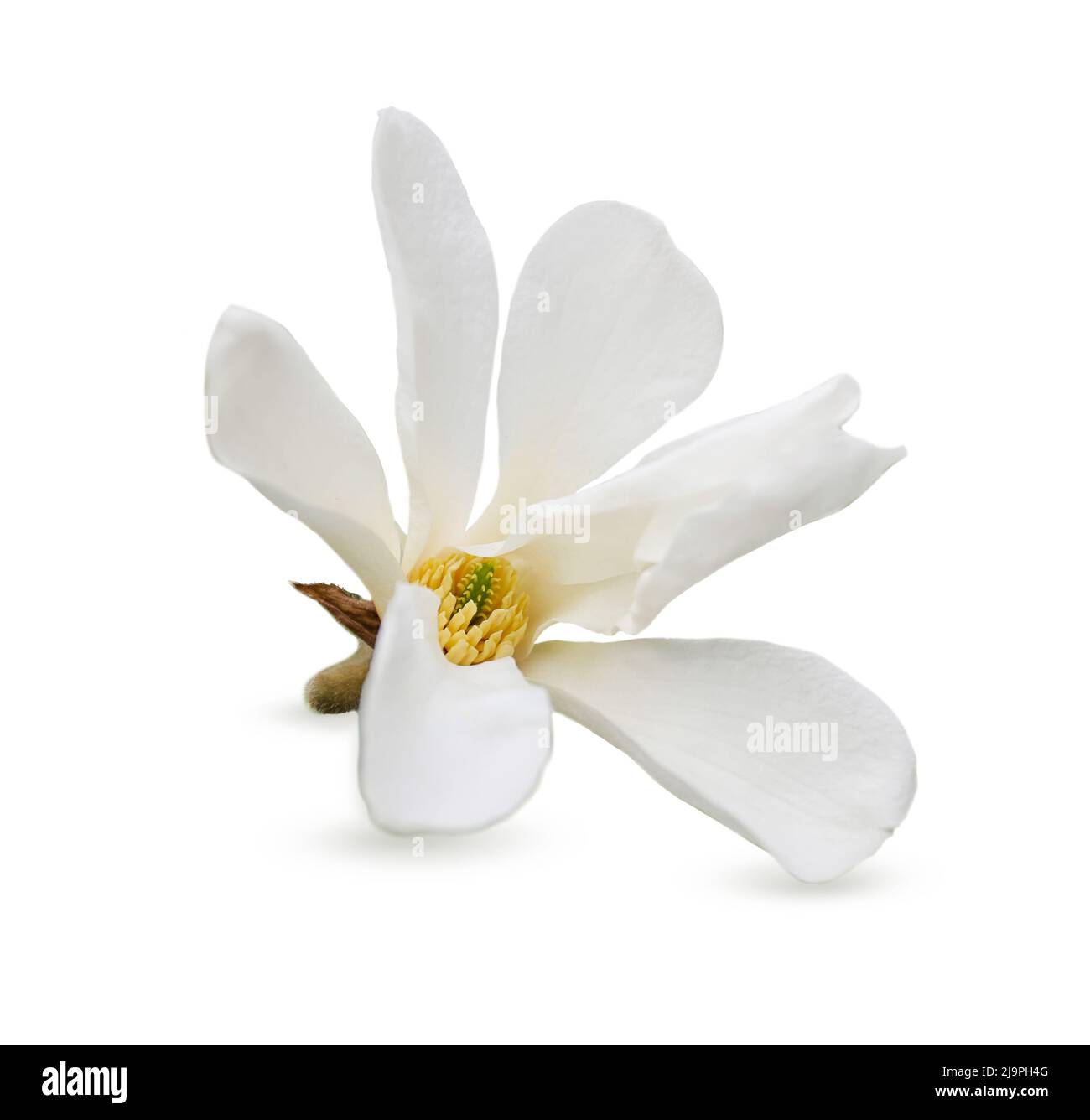 Beautiful magnolia flower isolated on white Stock Photo - Alamy