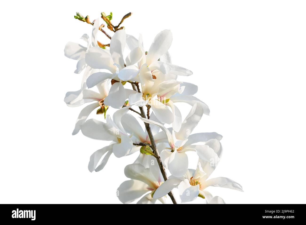 Beautiful branch of blooming magnolia tree isolated on white Stock ...