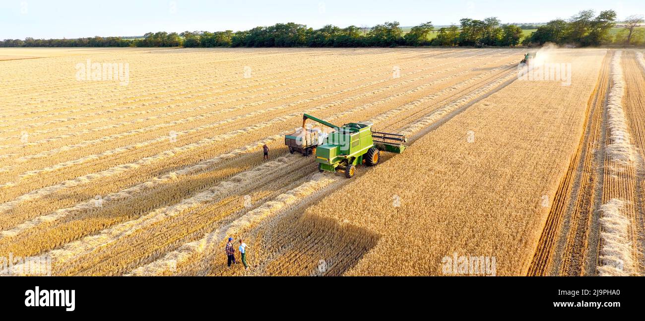 Harvesting of wheat on summer day Stock Photo - Alamy