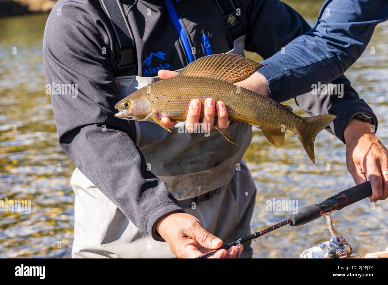 Fly Fishing for Arctic Greyling in Alaska 