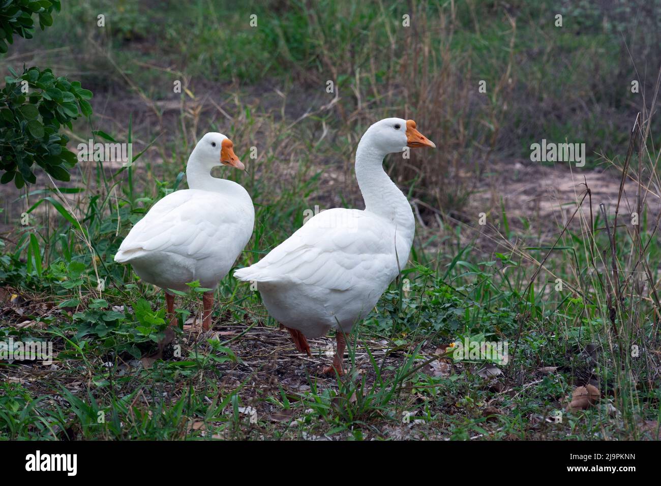 Goose Stand Two white geese stand hi-res stock photography and images - Alamy