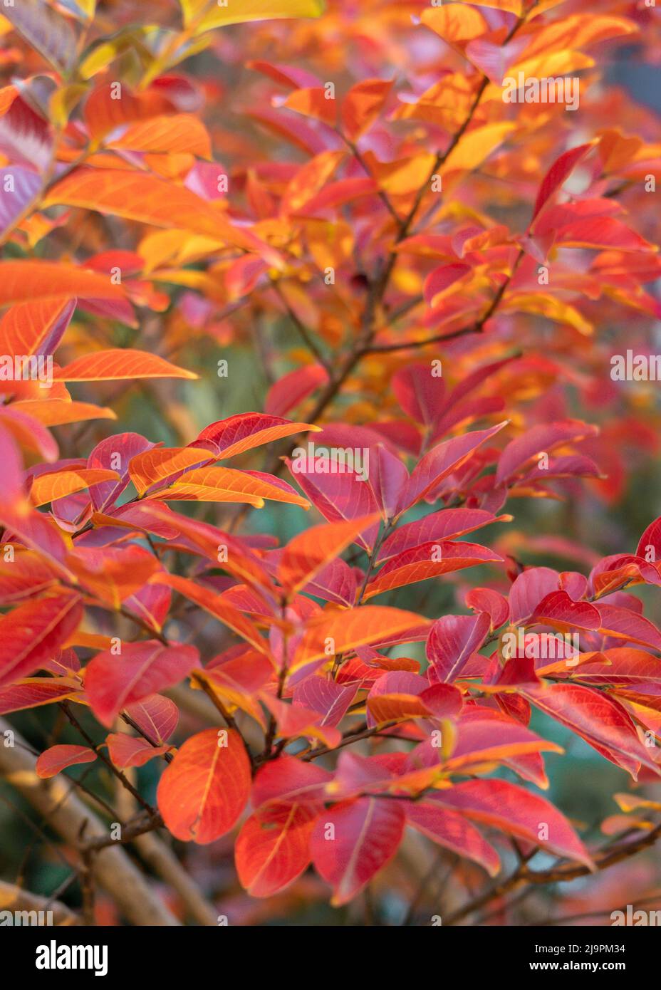 Gorgeous autumn foliage of a crepe myrtle (Lagerstroemia indica) up close Stock Photo