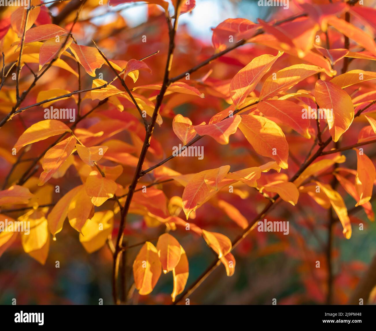 Lagerstroemia (crepe myrtle) leaves glowing in bright autumn colours Stock Photo