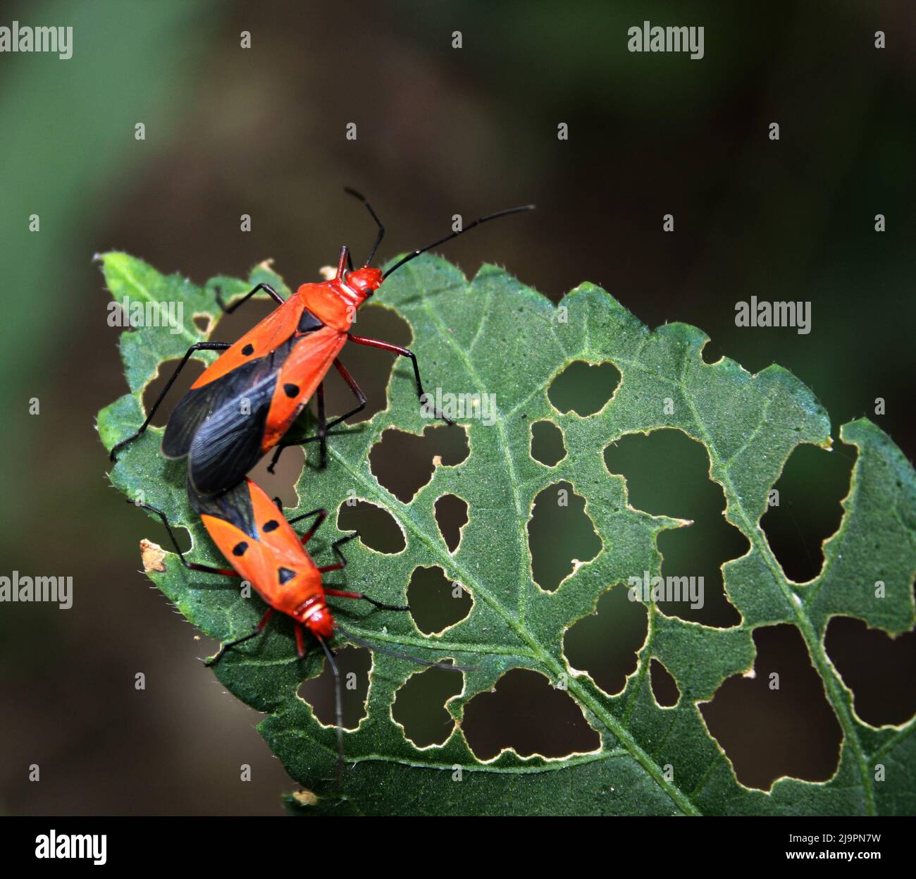 Common Red Cotton bugs (Dysdercus cingulatus) mating on a leaf : (pix SShukla) Stock Photo