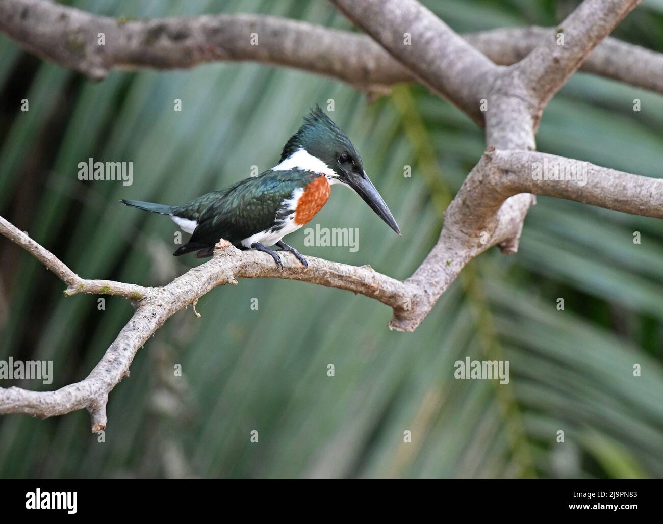 Green kingfisher (Chloroceryle americana), sitting on a branch above the water in a forest, Costa Rica Stock Photo