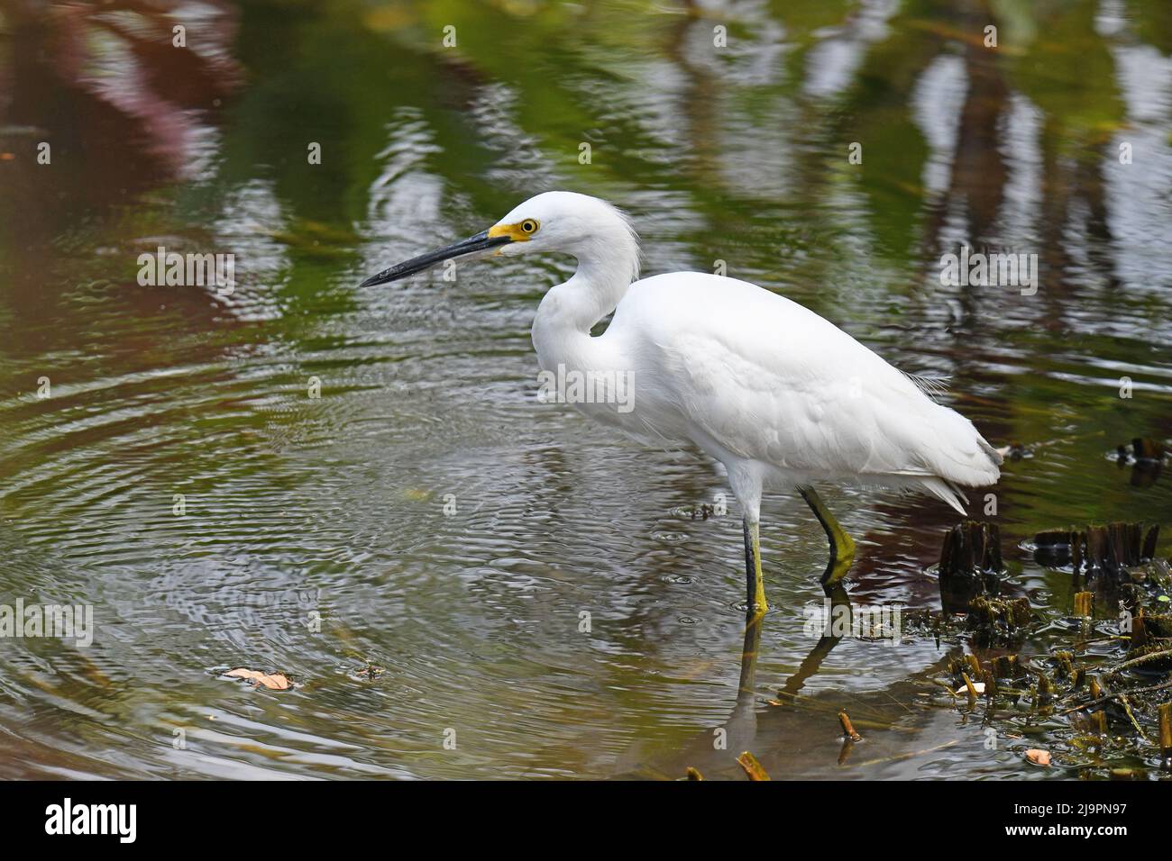 Snowy Egret, Egretta thula in a shallow pond Stock Photo - Alamy