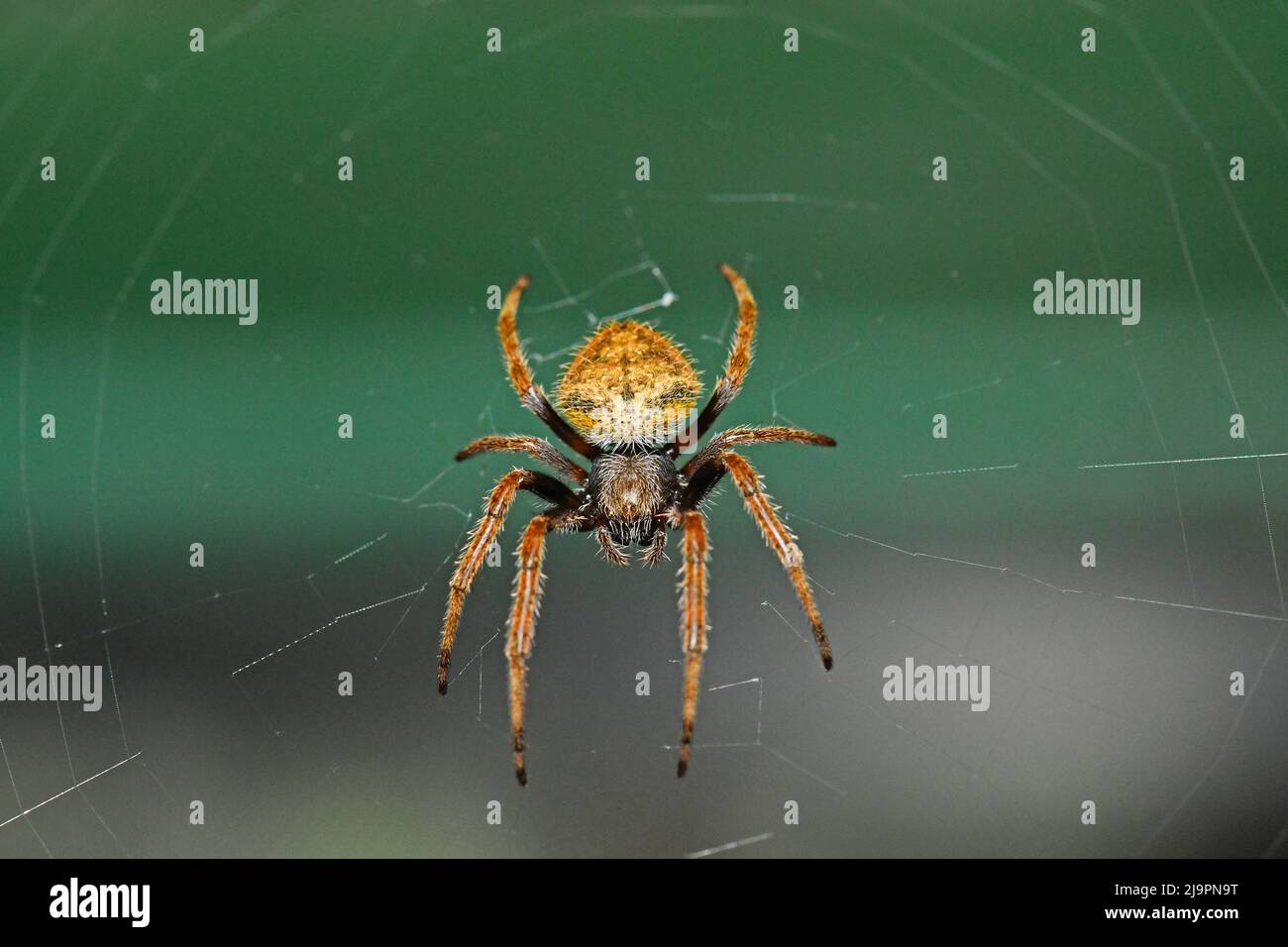 Spider on web, Central America Stock Photo