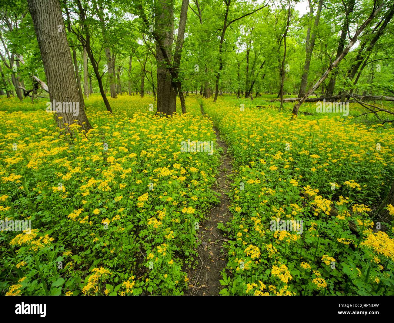 Butterweed (Packera glabella) flowering on the Des Plaines River floodplain in Thatcher Woods near Chicago, Illinois. Butterweed is native to southern Illinois but has extended its range north over the last few decades as the climate has warmed. Stock Photo