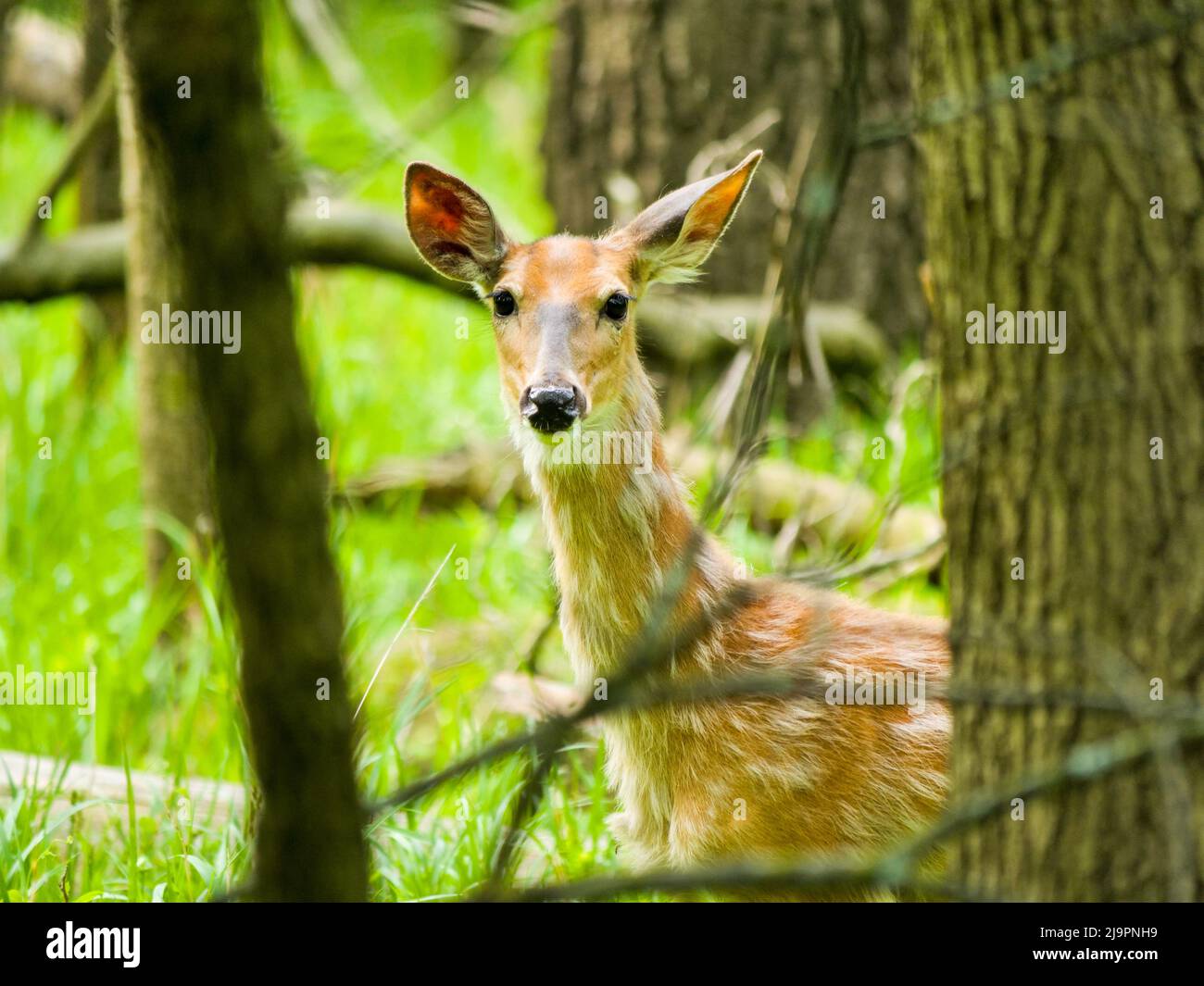 White-tailed deer doe molting her gray winter fur, revealing her redish summer fur. Stock Photo