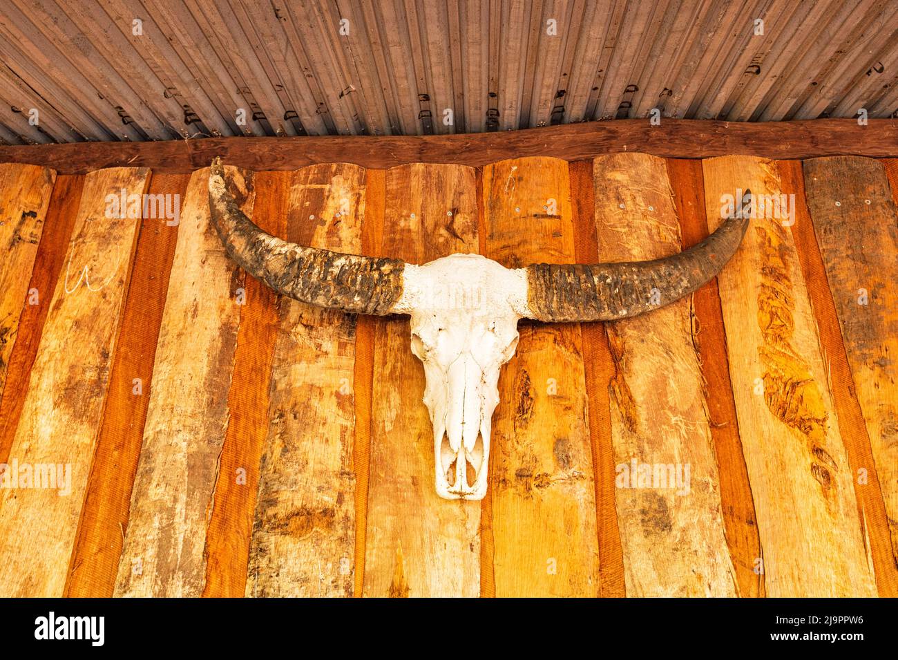 Buffalo skull and horns displayed at the popular Outback Bark Hut Inn, Northern Territory, NT, Australia Stock Photo