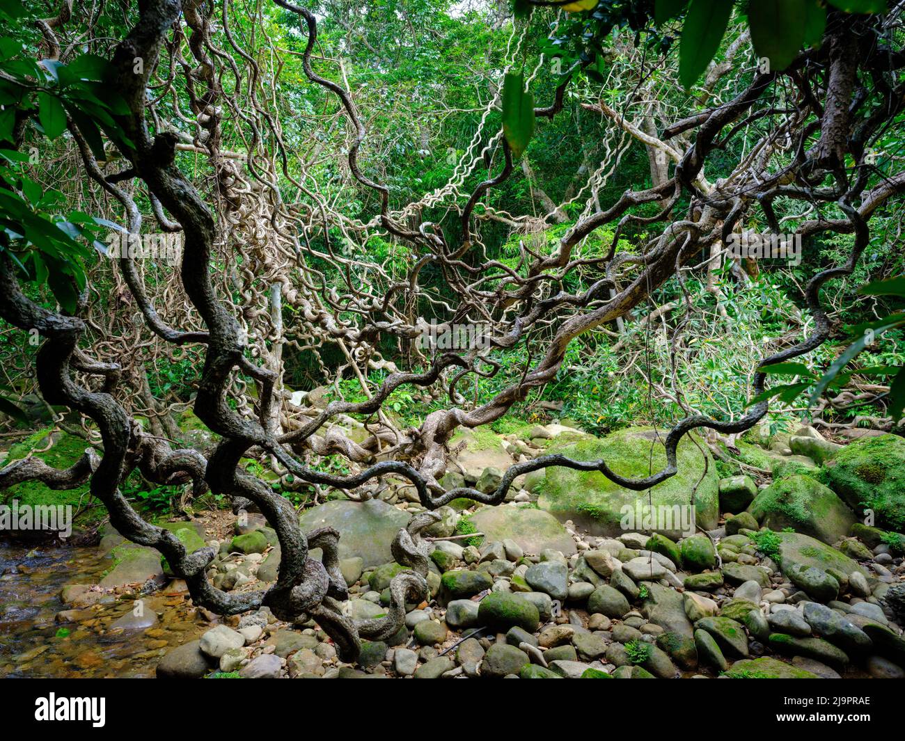 Jungle in Iriomote Island, Okinawa Prefecture, Japan Stock Photo