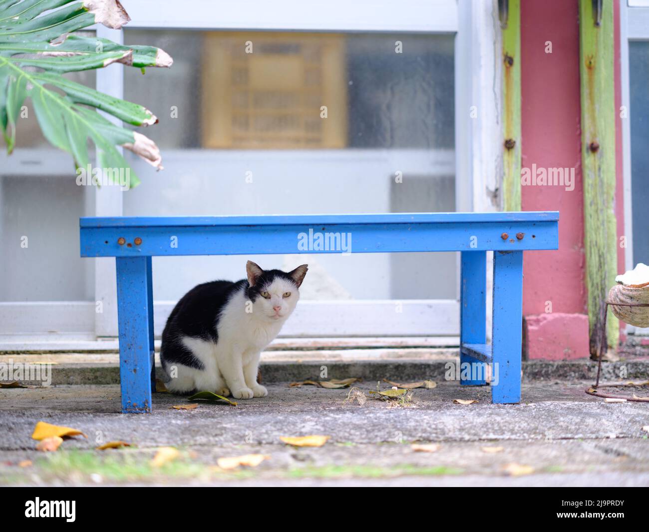 Stray Cat under Bench Stock Photo Alamy