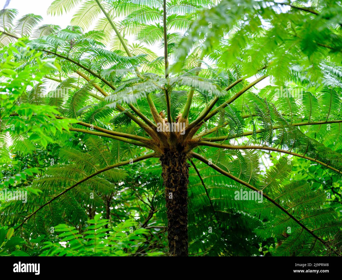 flying spider monkey tree fern