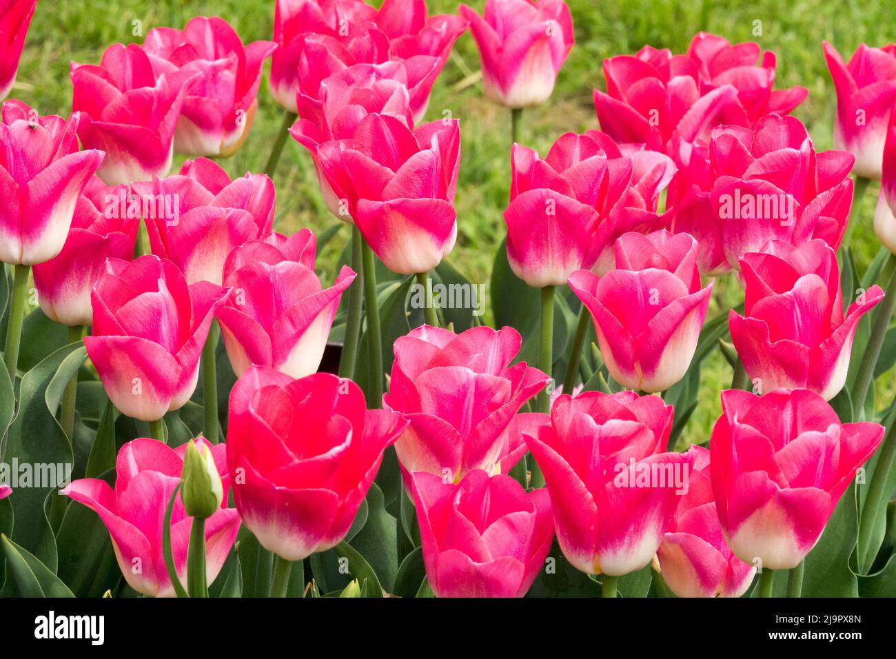 Spring, Tulips In Flower Bed, Garden, Purple, Flowers, Blooms Stock Photo