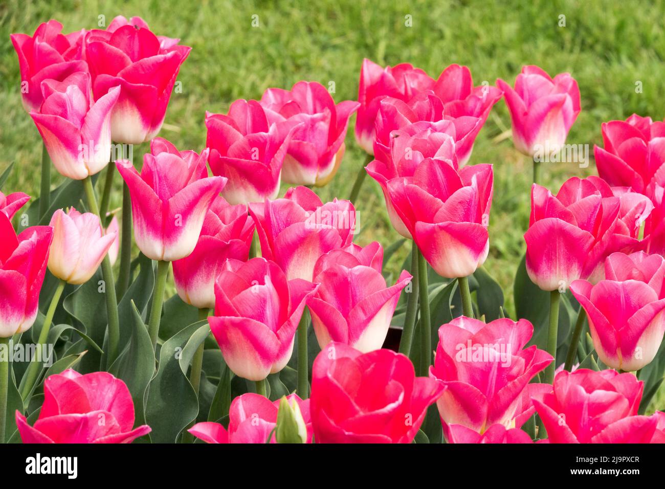 Spring, Tulips In Flower Bed, Garden, Purple, Flowers, Blooms Stock Photo