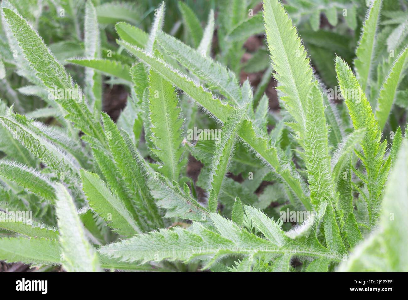 Close up shot of Papaver orientale plant with beautiful and fluffy leaves - Concept for care Stock Photo
