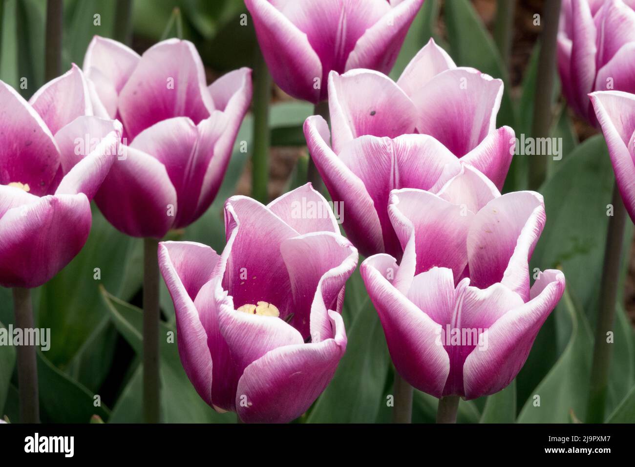 Purple white, Tulips, Triumph, Tulipa 'Salvation Army', White purple, Nice, Garden, Blooms, Flowering Stock Photo