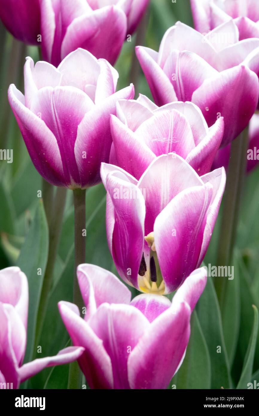 Purple white, Tulips, Triumph, Tulipa 'Salvation Army', White purple, Nice, Garden, Blooms, Flowering Stock Photo
