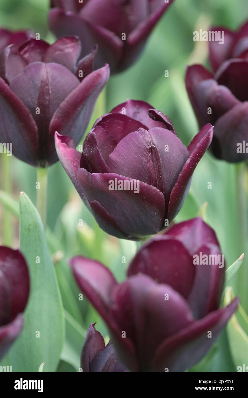 Deep, Dark, Purple, Triumph, Tulip, Tulipa 'Paul Scherer', Tulips, Flowers, Colors Stock Photo