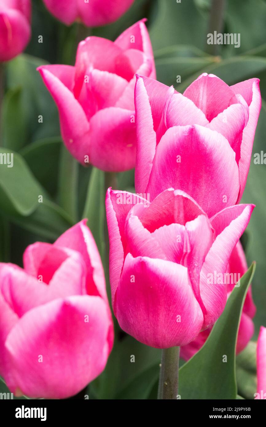 Pink, Tulips, Triumph, Nice Tulipa "Christmas Dream", Flowers, Blooms